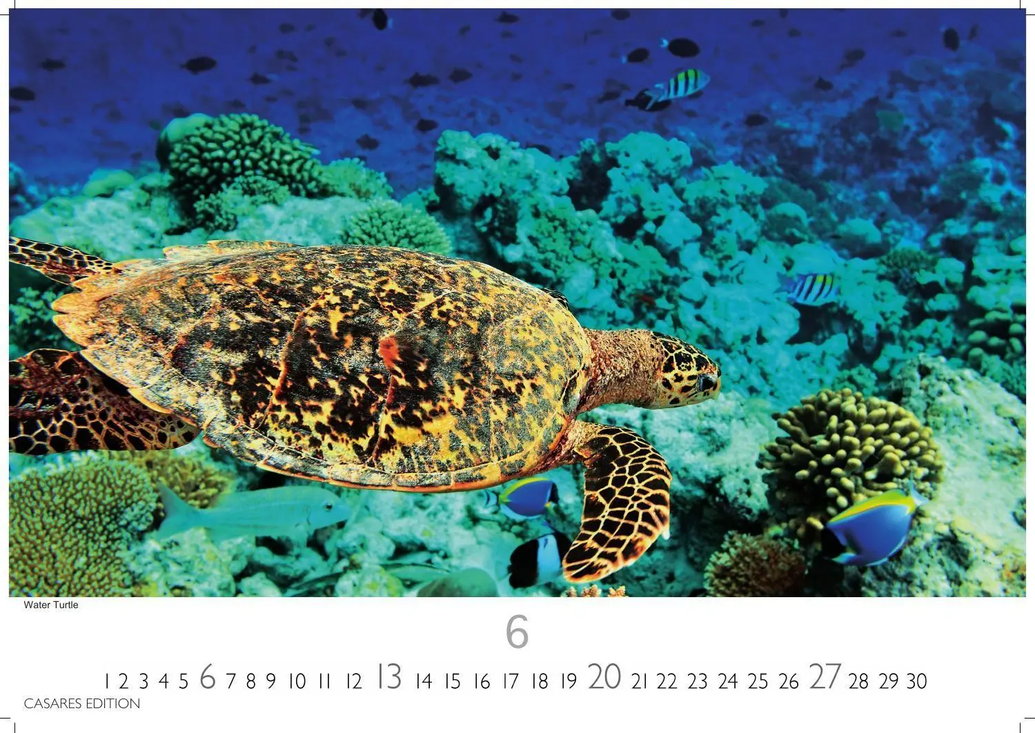 Bild: 9781835249321 | Florida Kalender 2027 - Wandkalender Fotokalender Nordamerika...