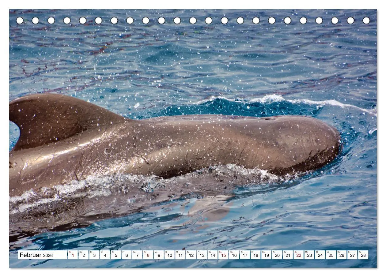 Bild: 9783457249321 | Wale und Delfine - Intelligente Meeressäuger (Tischkalender 2026...