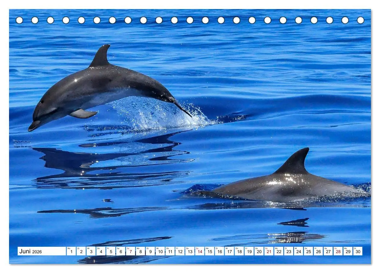 Bild: 9783457249321 | Wale und Delfine - Intelligente Meeressäuger (Tischkalender 2026...
