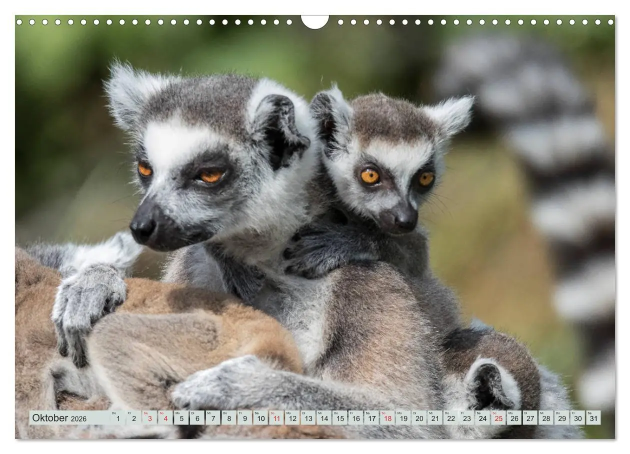 Bild: 9783457869321 | Makis ganz süss (Wandkalender 2026 DIN A3 quer), CALVENDO...