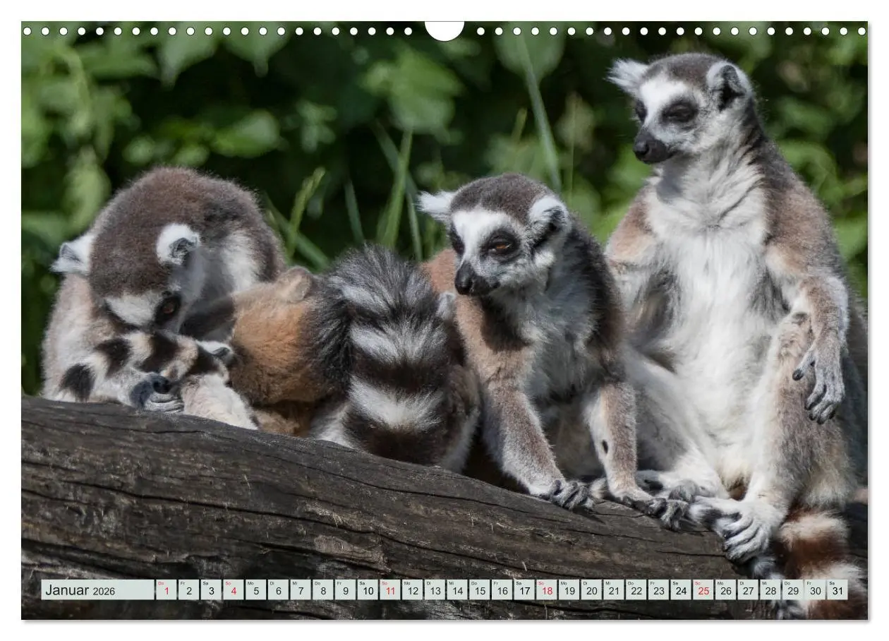 Bild: 9783457869321 | Makis ganz süss (Wandkalender 2026 DIN A3 quer), CALVENDO...