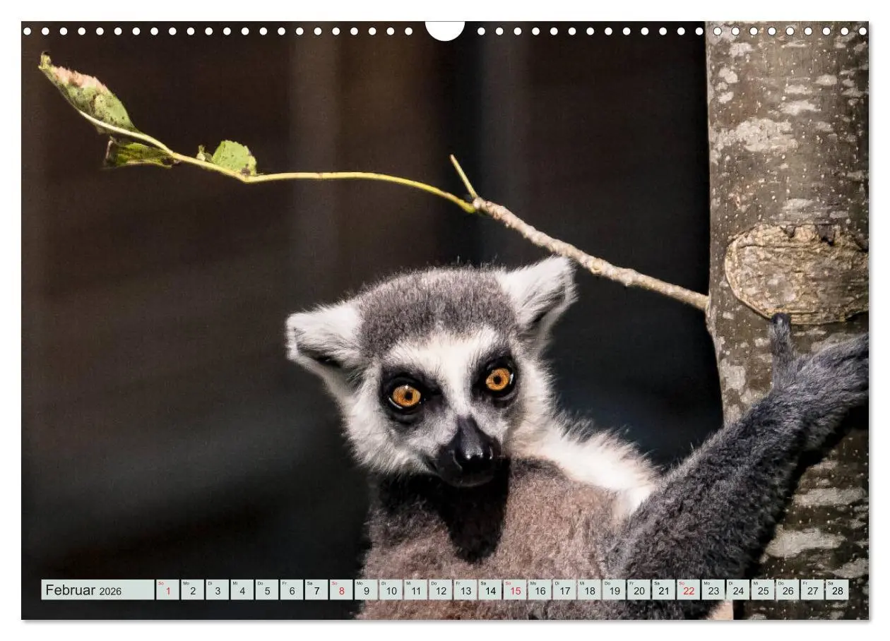 Bild: 9783457869321 | Makis ganz süss (Wandkalender 2026 DIN A3 quer), CALVENDO...