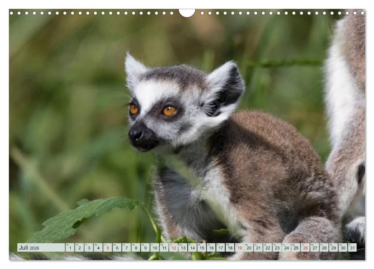 Bild: 9783457869321 | Makis ganz süss (Wandkalender 2026 DIN A3 quer), CALVENDO...