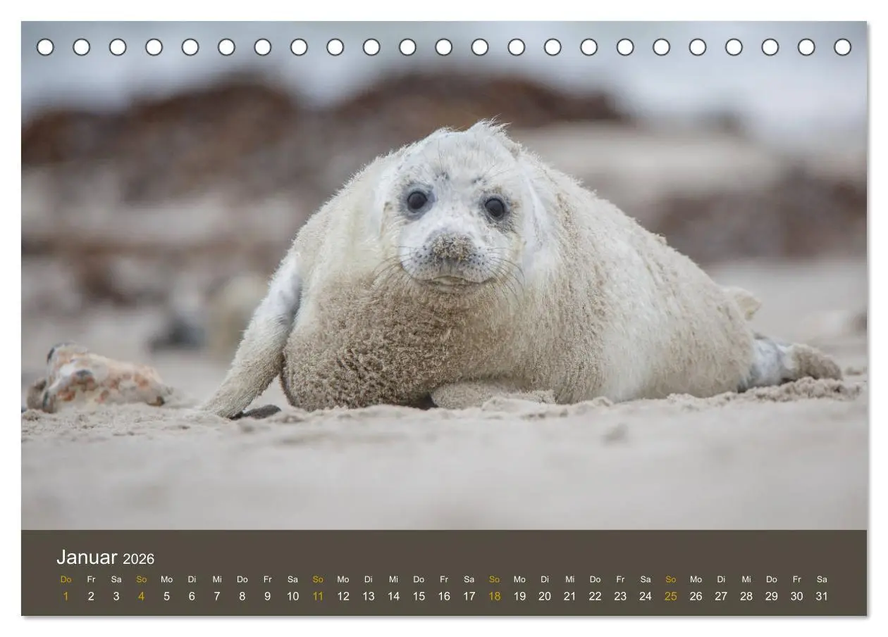 Bild: 9783457939321 | Robben auf der Helgoländer Düne (Tischkalender 2026 DIN A5 quer),...