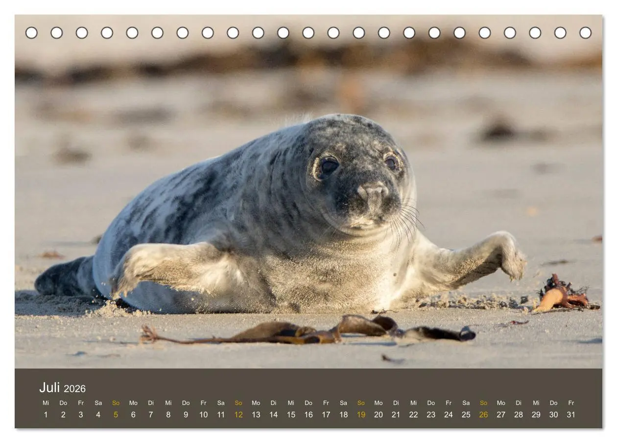 Bild: 9783457939321 | Robben auf der Helgoländer Düne (Tischkalender 2026 DIN A5 quer),...