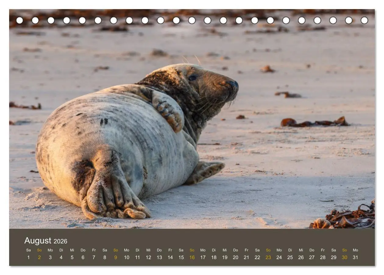 Bild: 9783457939321 | Robben auf der Helgoländer Düne (Tischkalender 2026 DIN A5 quer),...