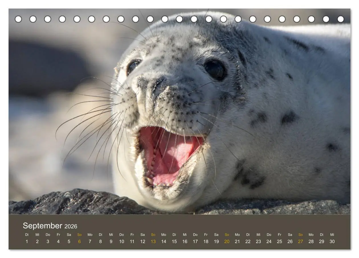 Bild: 9783457939321 | Robben auf der Helgoländer Düne (Tischkalender 2026 DIN A5 quer),...