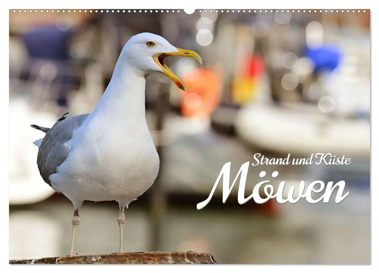 Cover: 9783457549421 | Strand und Küste - Möwen (Wandkalender 2026 DIN A2 quer), CALVENDO...