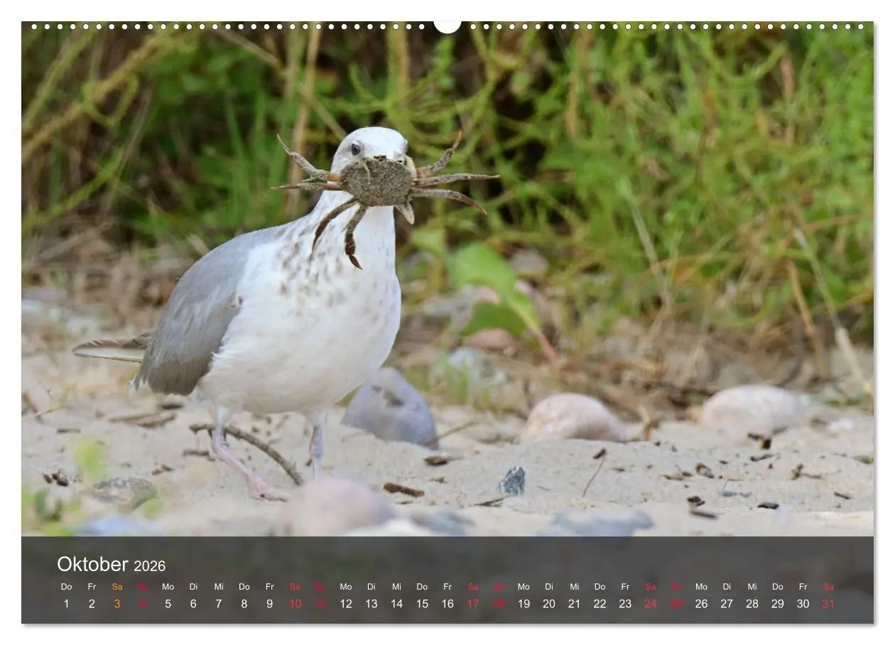 Bild: 9783457549421 | Strand und Küste - Möwen (Wandkalender 2026 DIN A2 quer), CALVENDO...