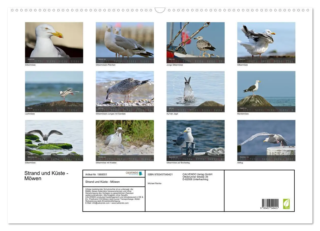 Bild: 9783457549421 | Strand und Küste - Möwen (Wandkalender 2026 DIN A2 quer), CALVENDO...