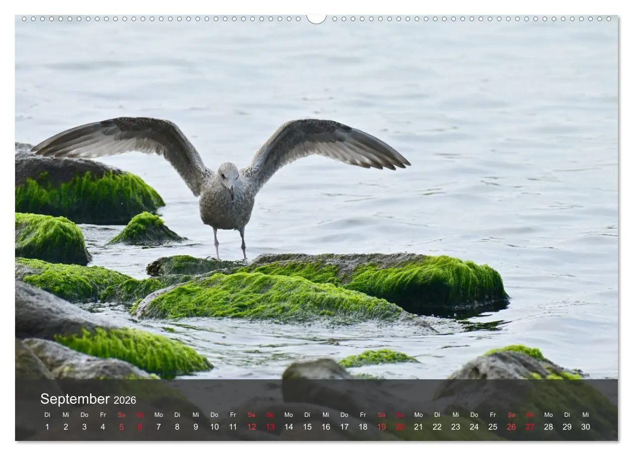 Bild: 9783457549421 | Strand und Küste - Möwen (Wandkalender 2026 DIN A2 quer), CALVENDO...