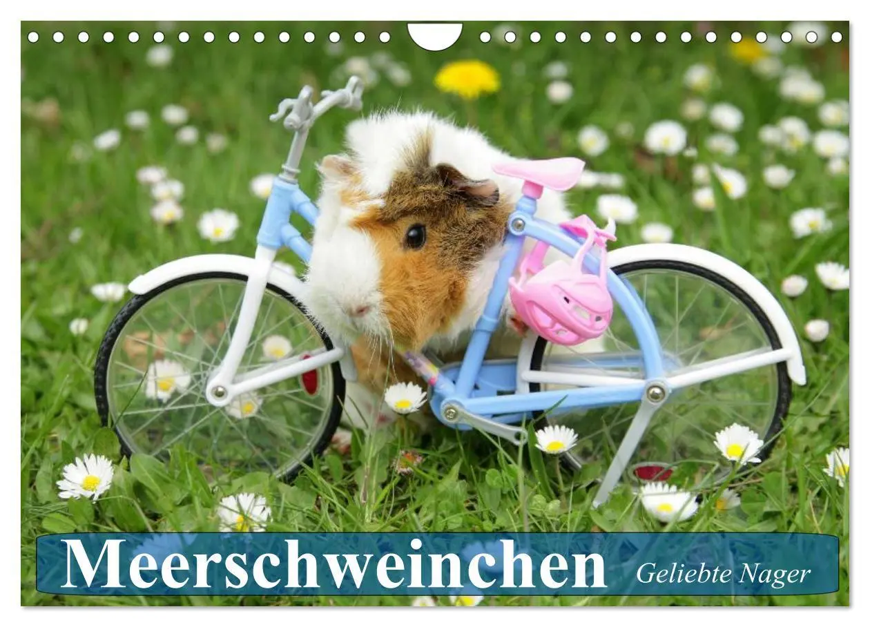 Cover: 9783435509621 | Meerschweinchen. Geliebte Nager (Wandkalender 2025 DIN A4 quer),...