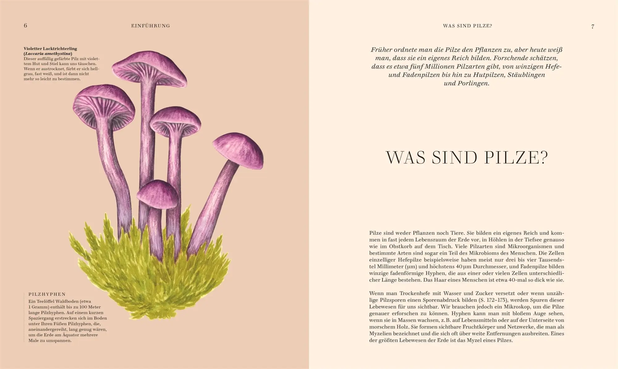 Bild: 9783831049721 | Pilze | Ali Ashby (u. a.) | Buch | 304 S. | Deutsch | 2025
