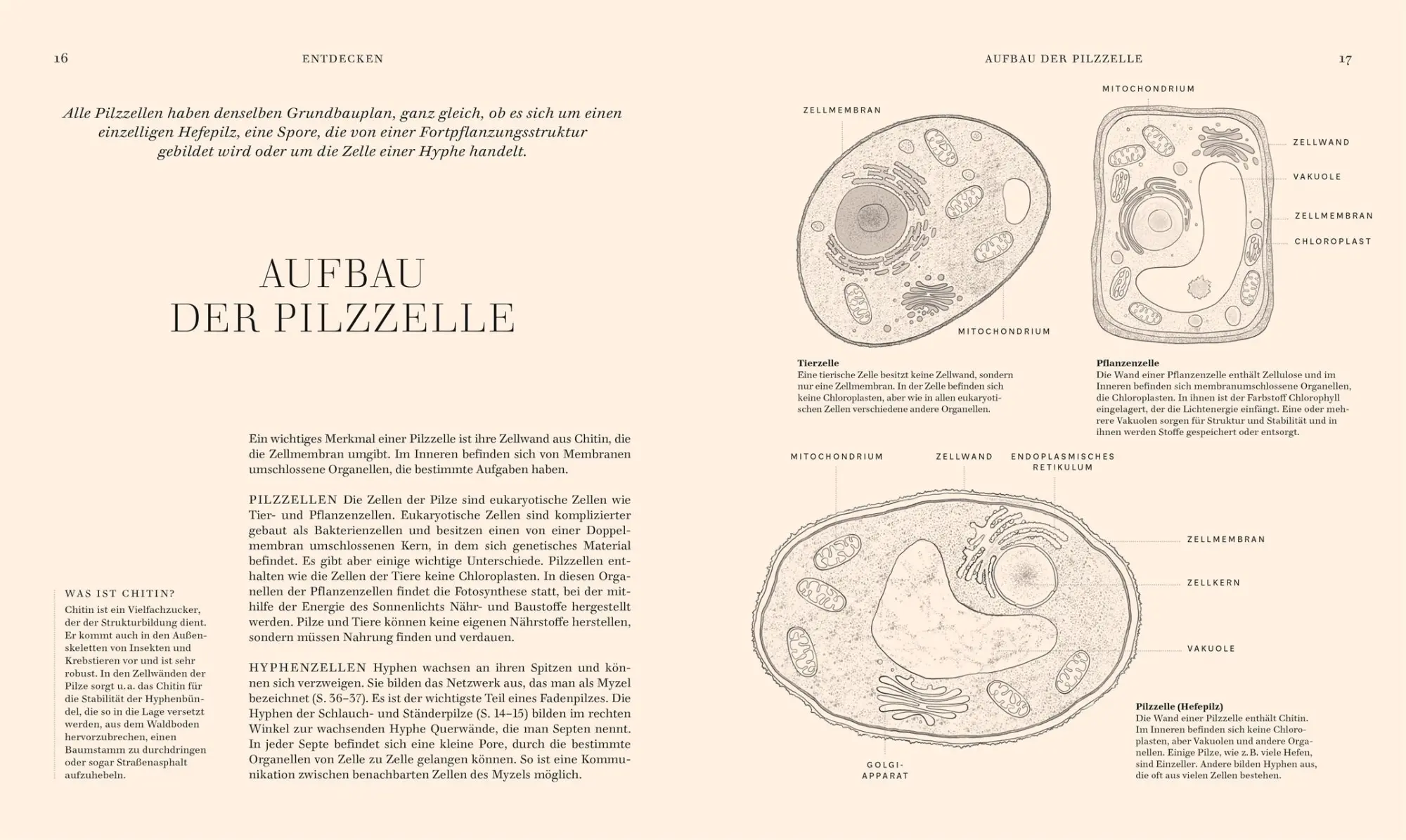Bild: 9783831049721 | Pilze | Ali Ashby (u. a.) | Buch | 304 S. | Deutsch | 2025