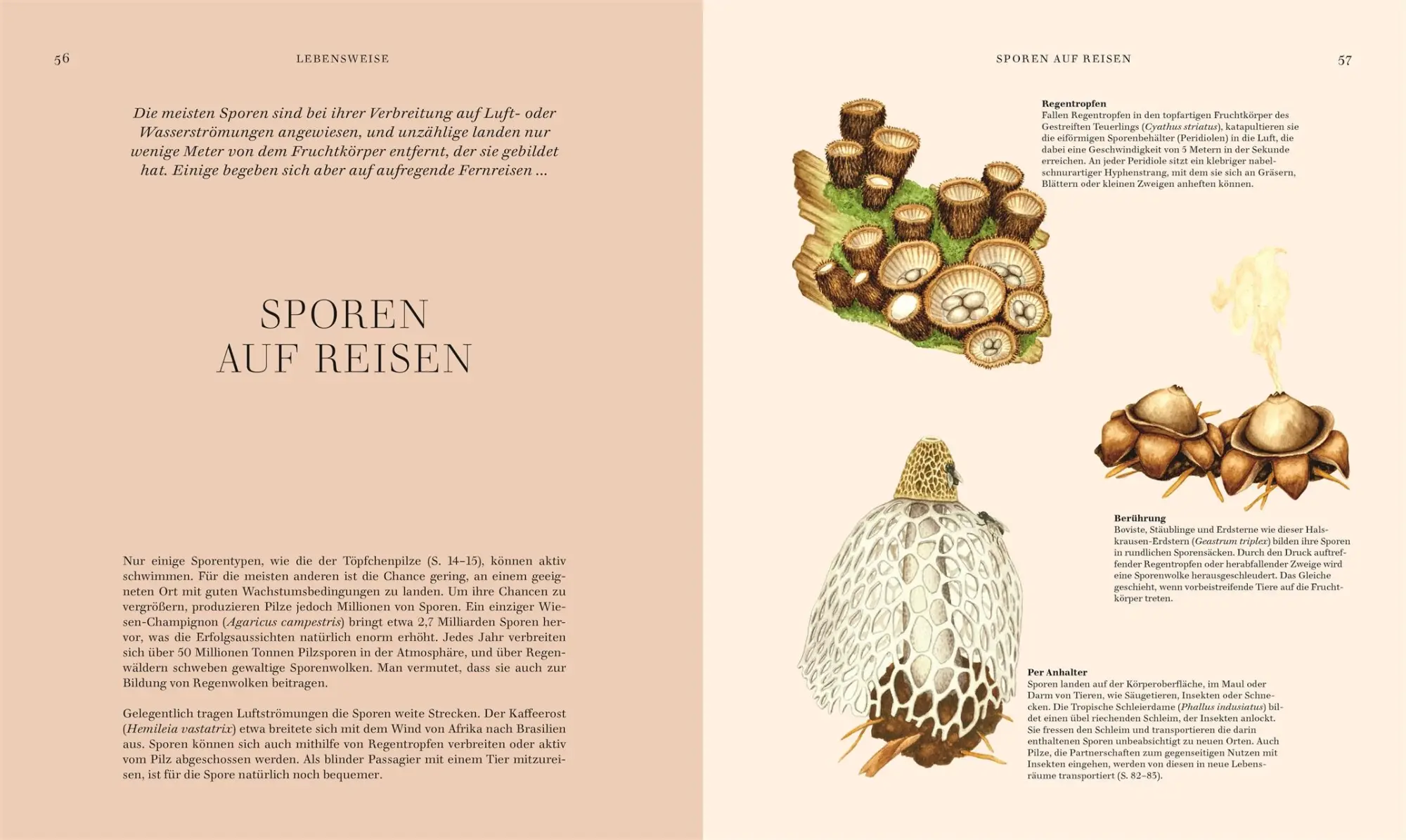 Bild: 9783831049721 | Pilze | Ali Ashby (u. a.) | Buch | 304 S. | Deutsch | 2025