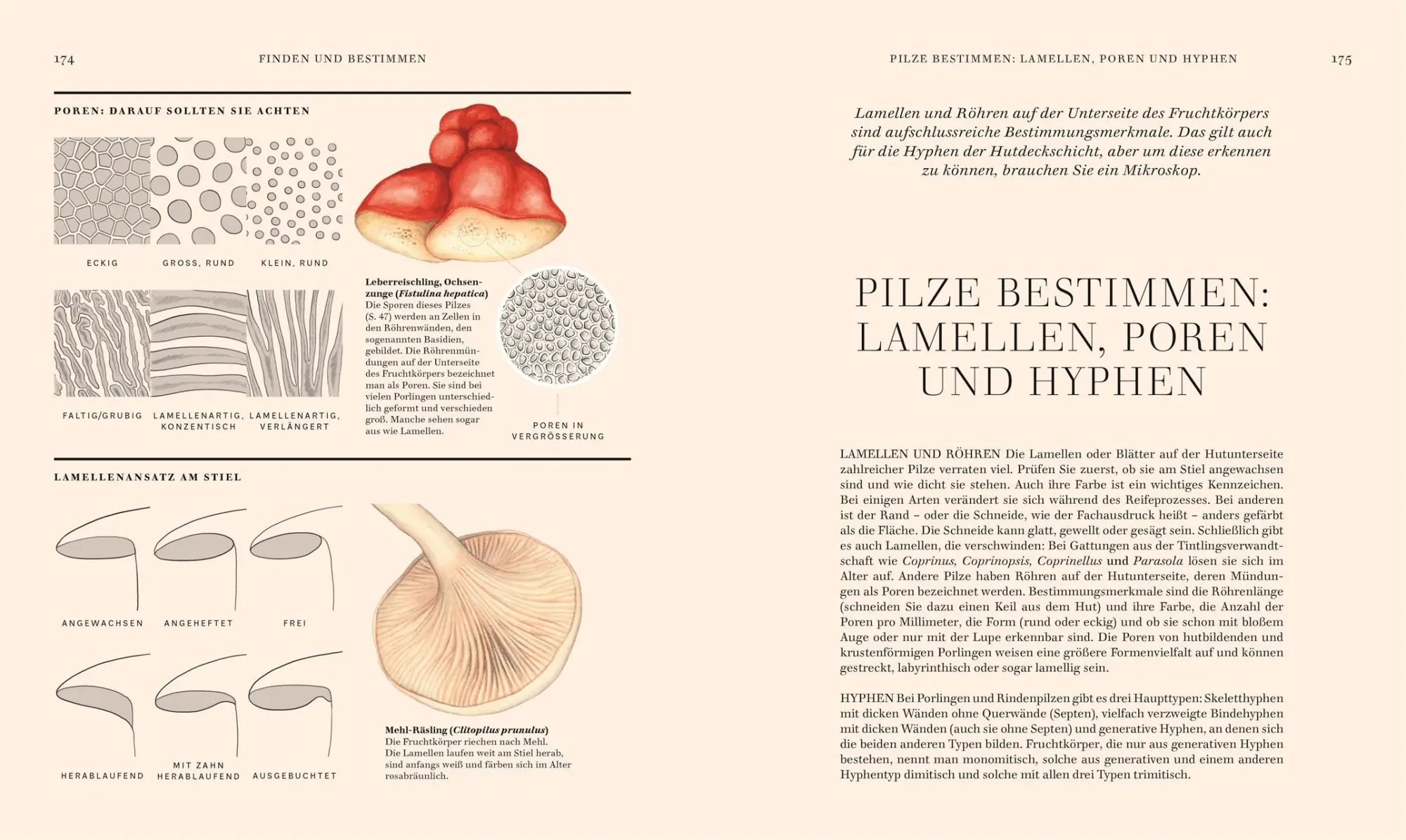 Bild: 9783831049721 | Pilze | Ali Ashby (u. a.) | Buch | 304 S. | Deutsch | 2025
