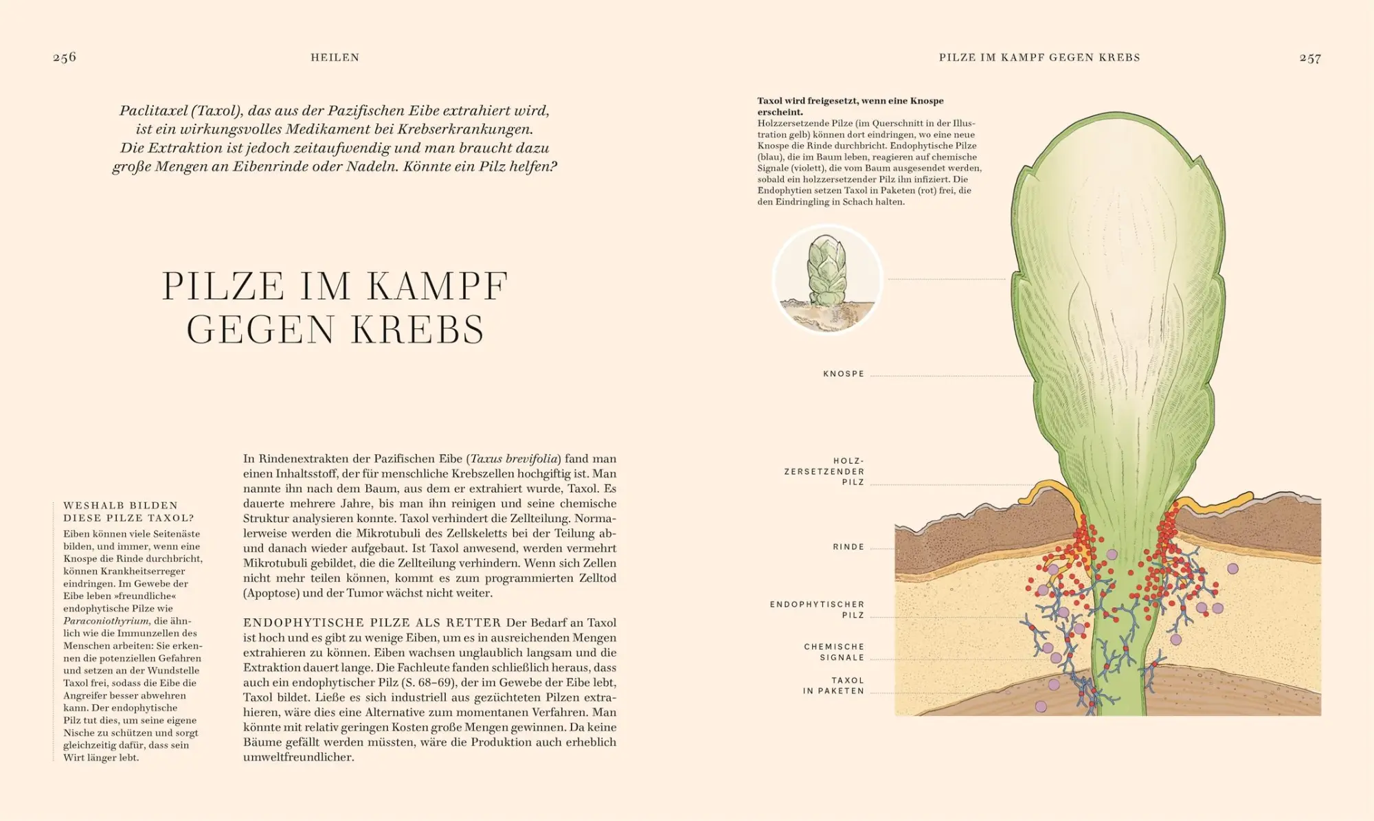 Bild: 9783831049721 | Pilze | Ali Ashby (u. a.) | Buch | 304 S. | Deutsch | 2025
