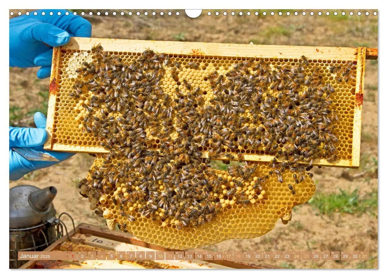 Bild: 9783457289921 | Der Imker: Leidenschaft für die Bienen (Wandkalender 2026 DIN A3...