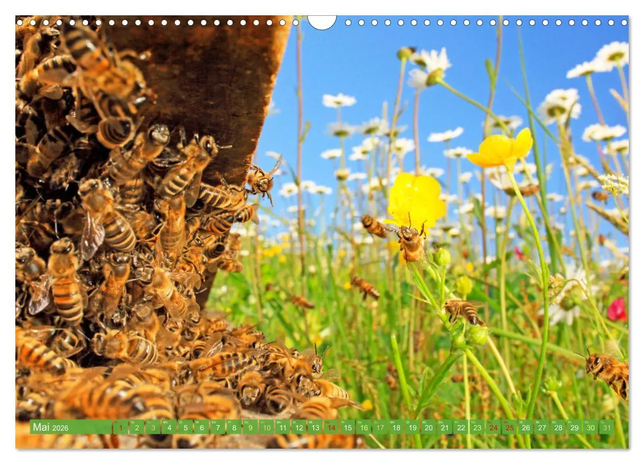 Bild: 9783457289921 | Der Imker: Leidenschaft für die Bienen (Wandkalender 2026 DIN A3...