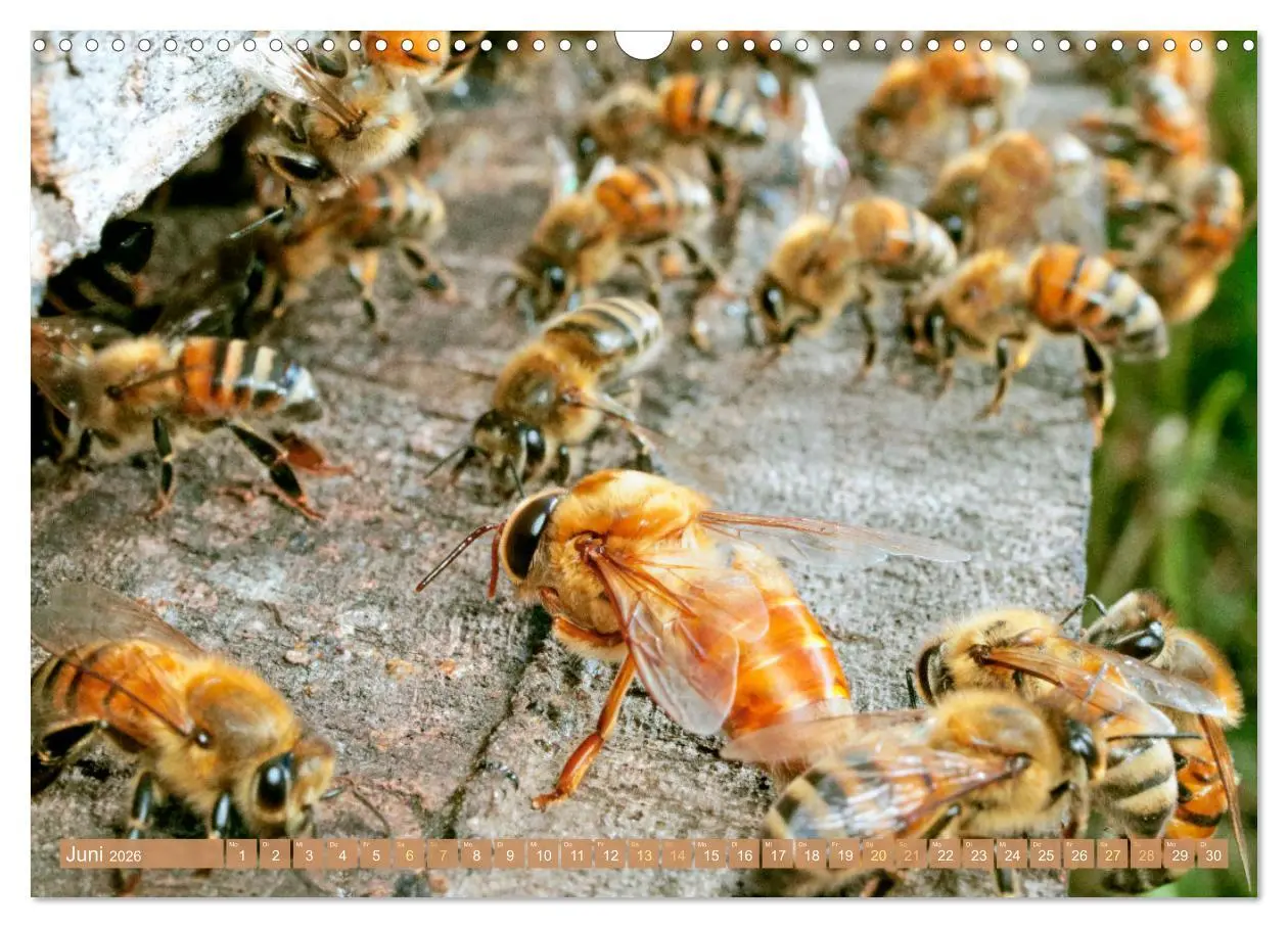 Bild: 9783457289921 | Der Imker: Leidenschaft für die Bienen (Wandkalender 2026 DIN A3...