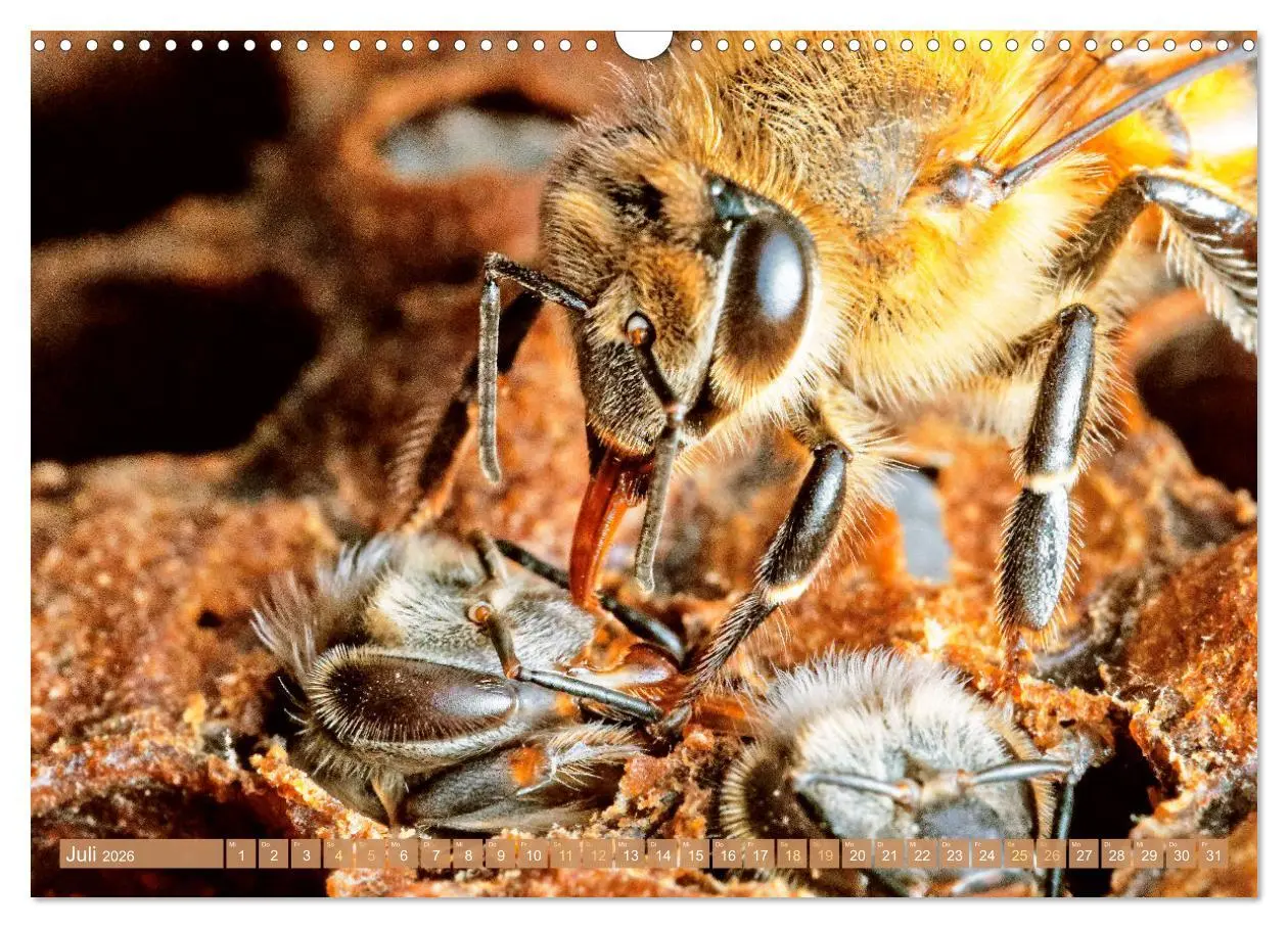 Bild: 9783457289921 | Der Imker: Leidenschaft für die Bienen (Wandkalender 2026 DIN A3...