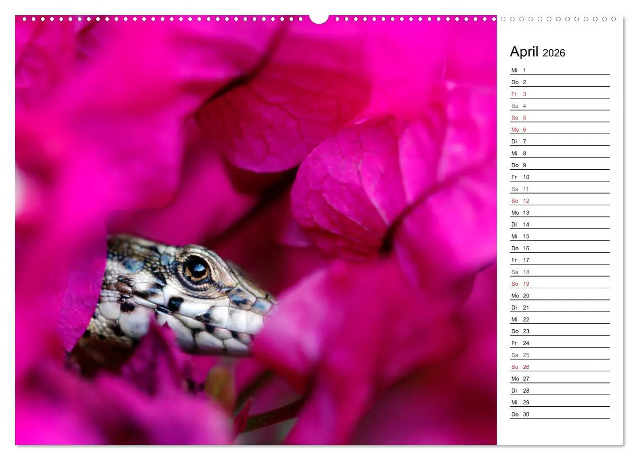 Bild: 9783457669921 | Wildromatisches Korsika (hochwertiger Premium Wandkalender 2026 DIN...