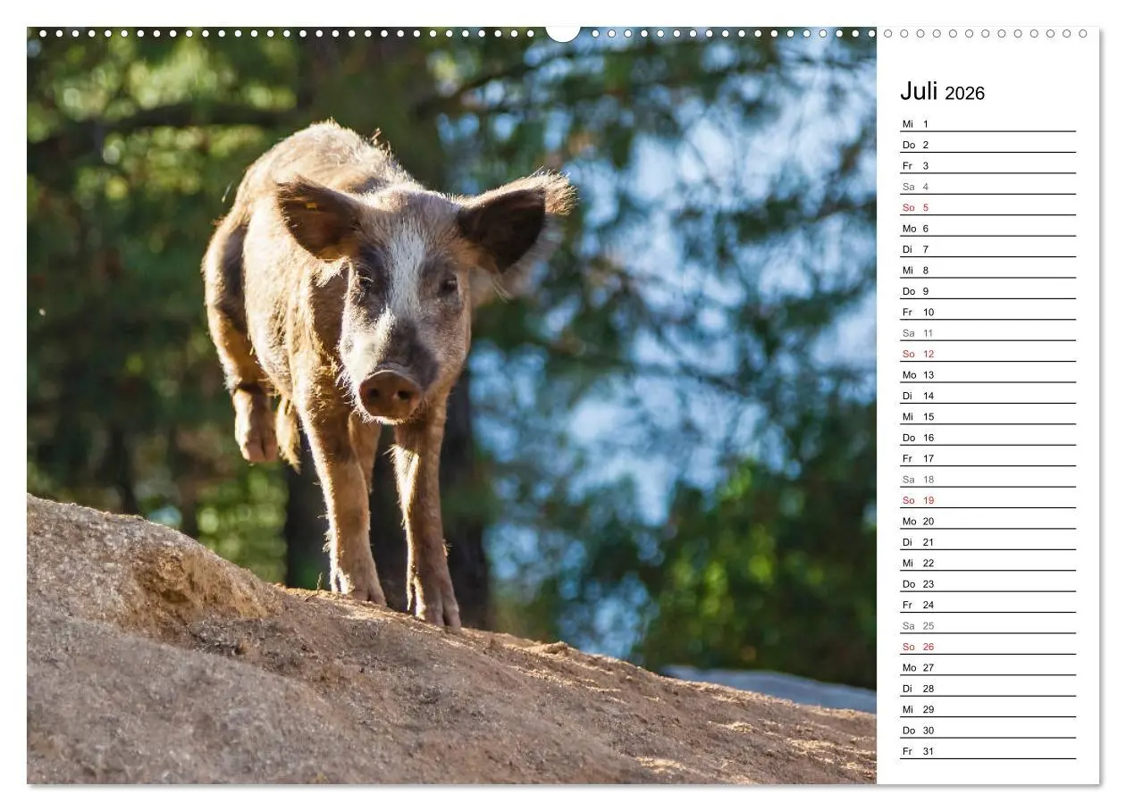 Bild: 9783457669921 | Wildromatisches Korsika (hochwertiger Premium Wandkalender 2026 DIN...