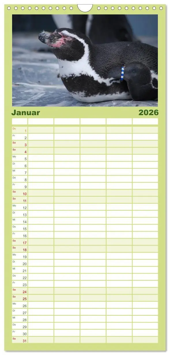 Bild: 9783516519921 | Familienplaner 2026 - Pinguine 2026 mit 5 Spalten (Wandkalender, 21...