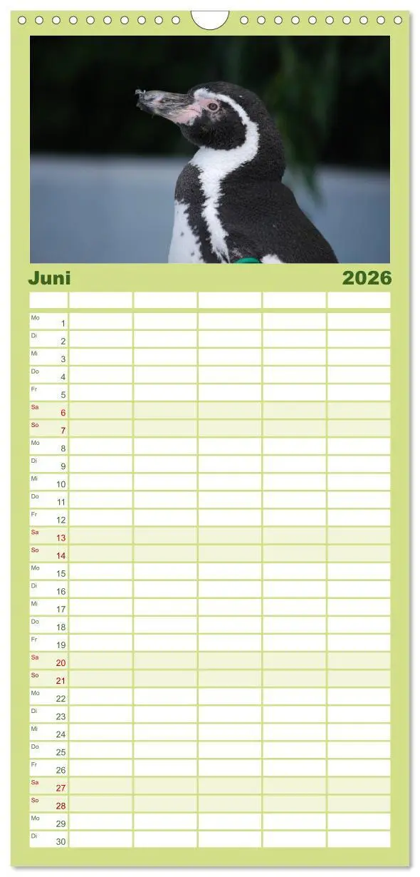 Bild: 9783516519921 | Familienplaner 2026 - Pinguine 2026 mit 5 Spalten (Wandkalender, 21...