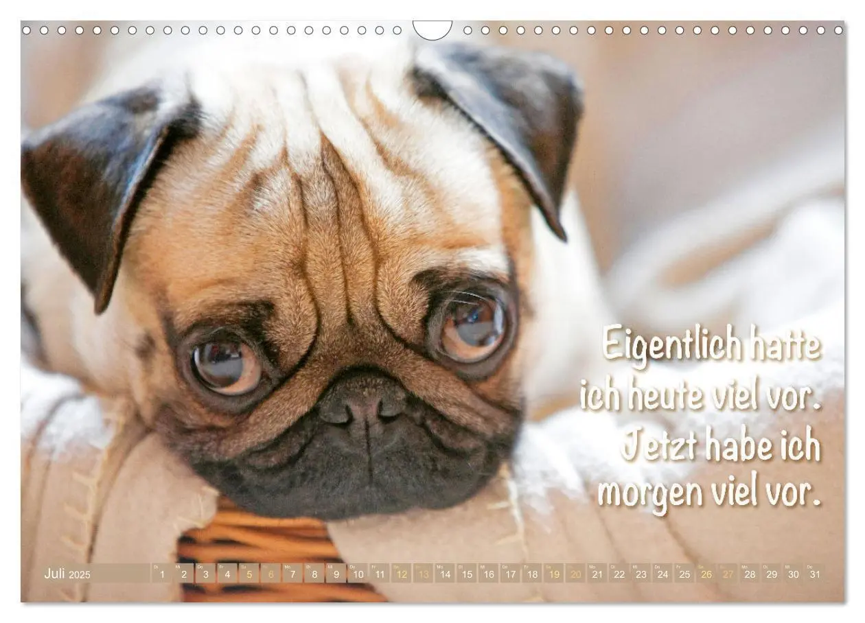 Bild: 9783435070022 | Der Mops: Nicht klein, sondern aufs Wesentliche reduziert. Edition...