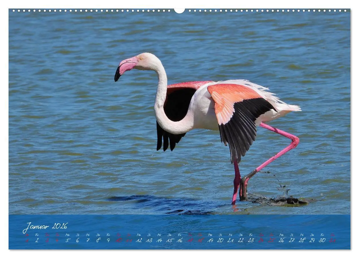 Bild: 9783457780022 | Wildes Südfrankreich (hochwertiger Premium Wandkalender 2026 DIN A2...