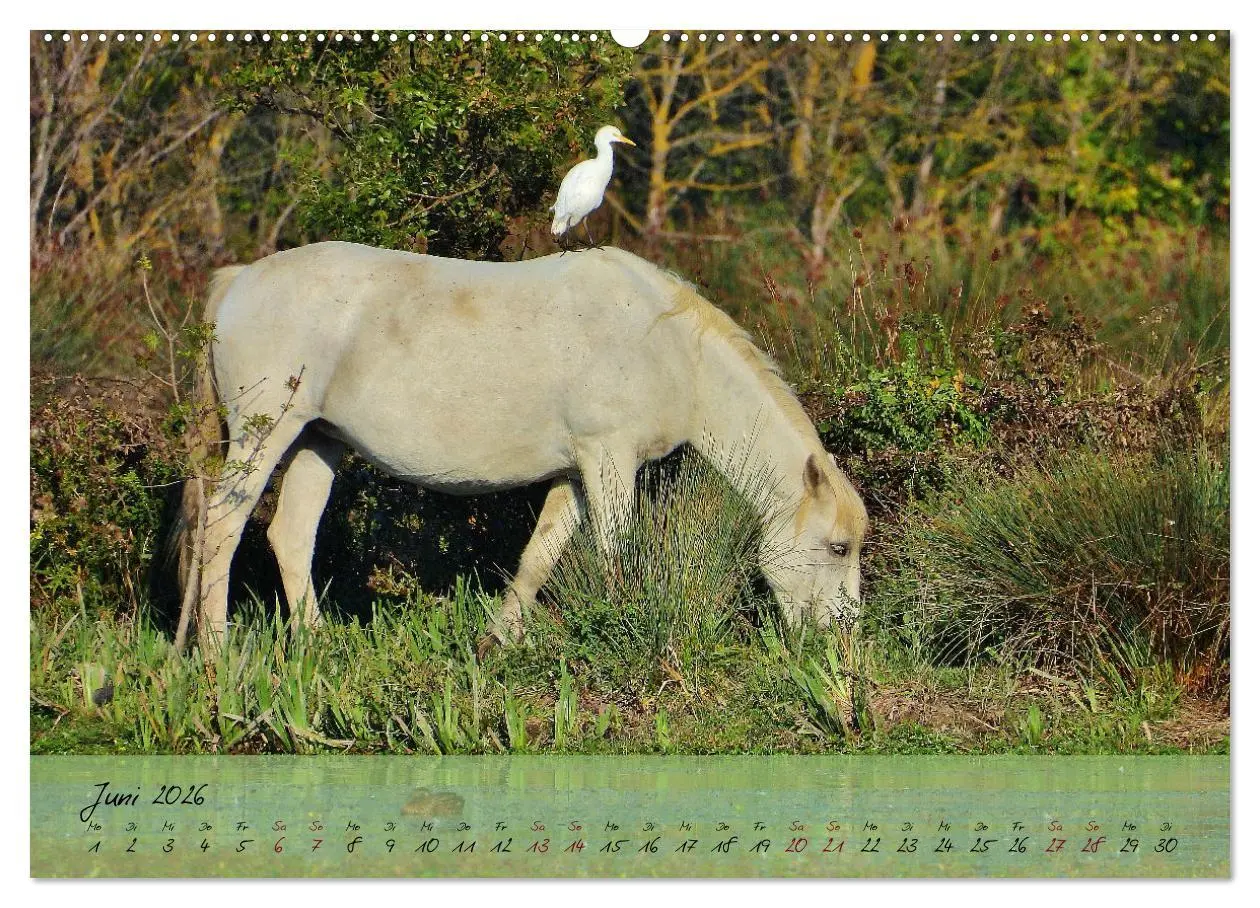 Bild: 9783457780022 | Wildes Südfrankreich (hochwertiger Premium Wandkalender 2026 DIN A2...
