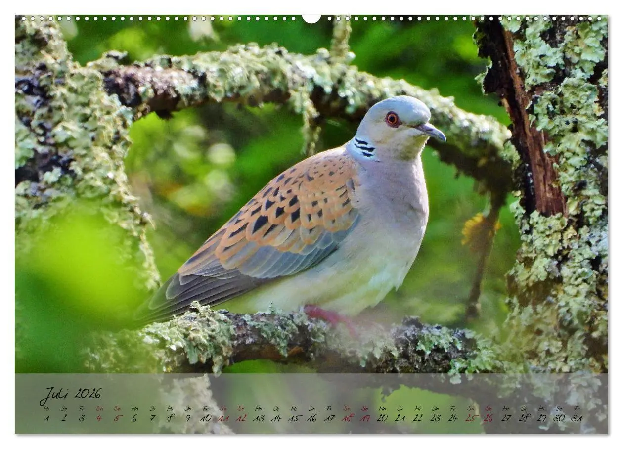 Bild: 9783457780022 | Wildes Südfrankreich (hochwertiger Premium Wandkalender 2026 DIN A2...