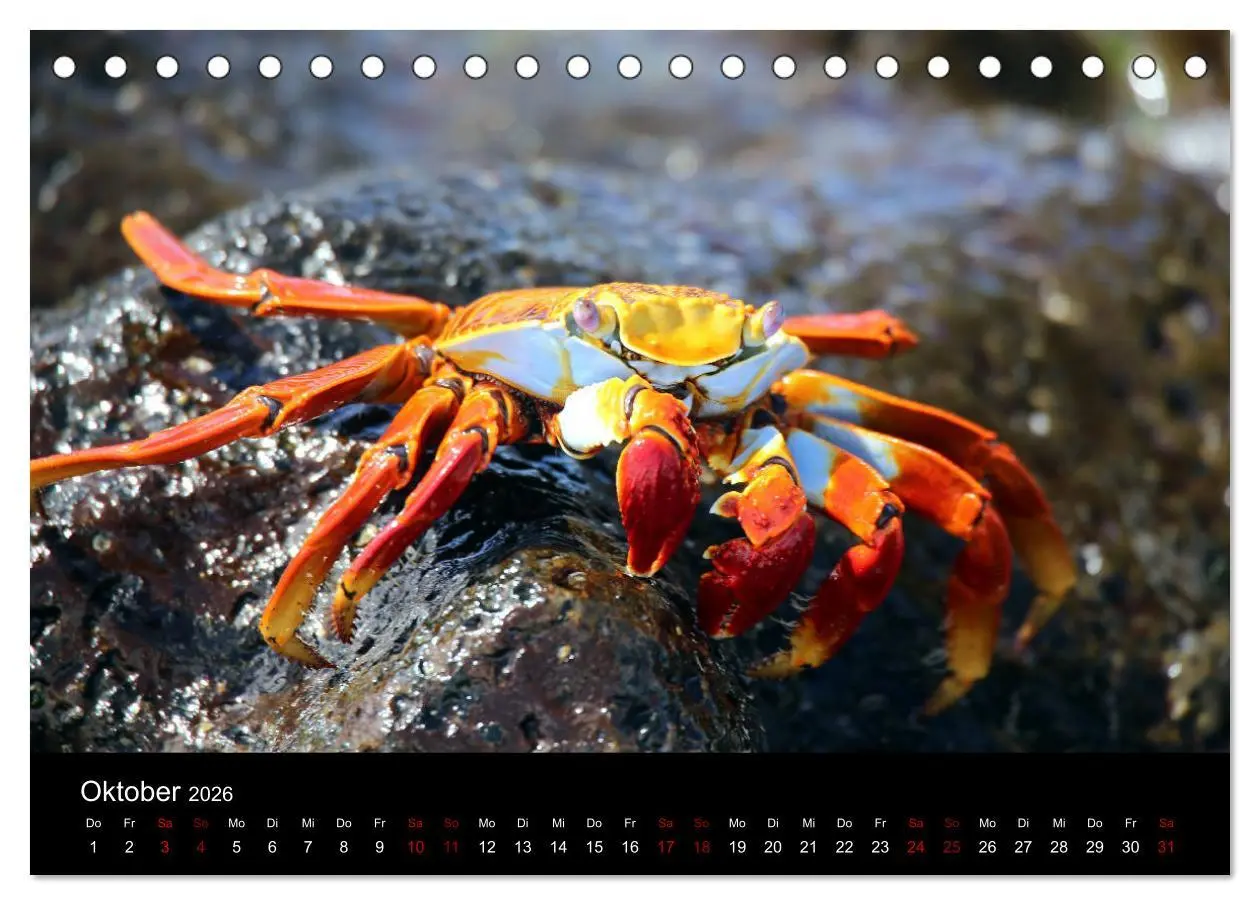 Bild: 9783457920022 | Ama la Vida Ecuador (Tischkalender 2026 DIN A5 quer), CALVENDO...