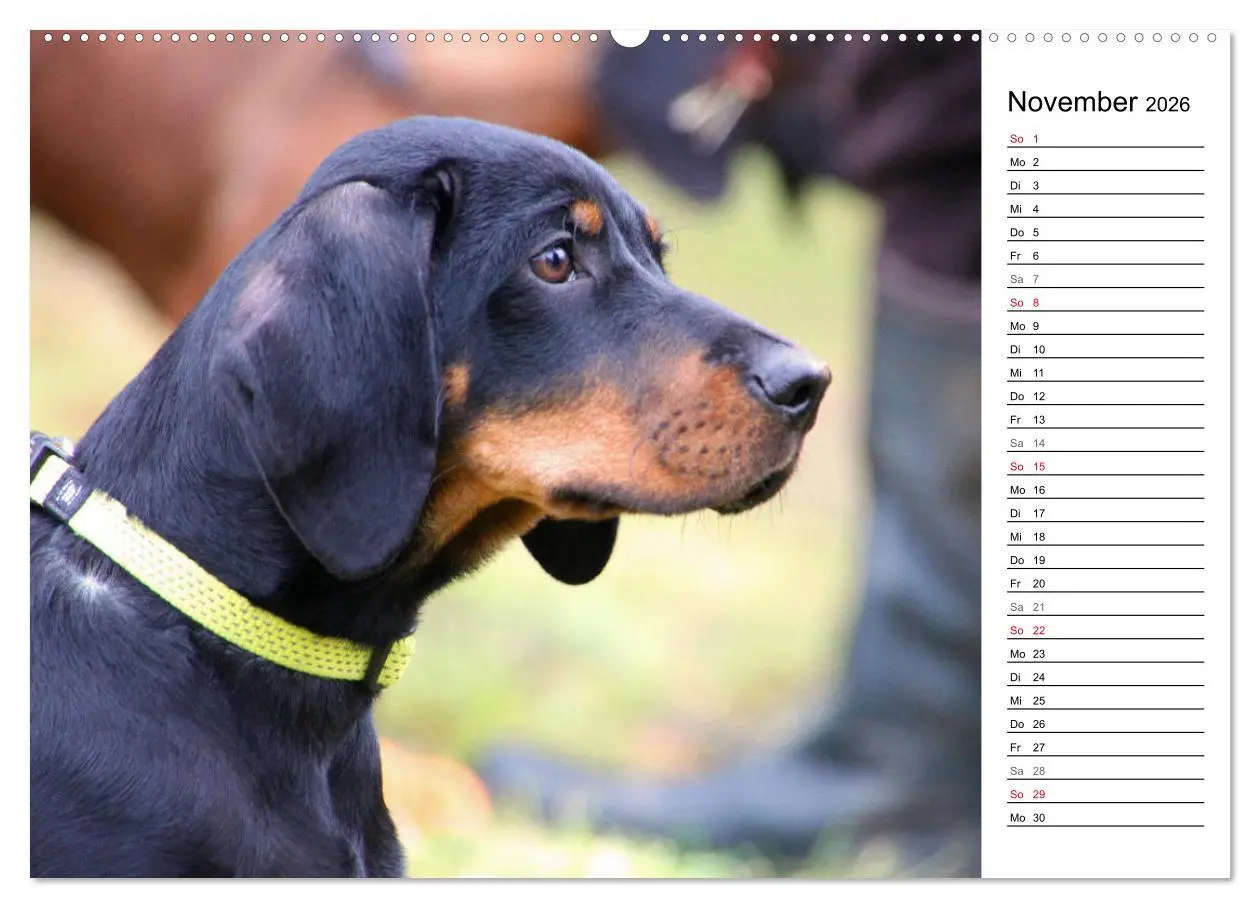 Bild: 9783457770122 | Der Brandlbracken-Terminplaner (hochwertiger Premium Wandkalender...