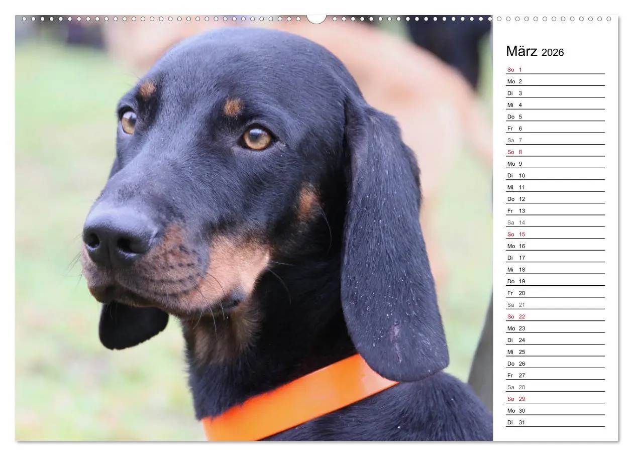 Bild: 9783457770122 | Der Brandlbracken-Terminplaner (hochwertiger Premium Wandkalender...