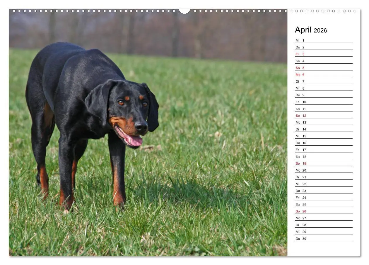 Bild: 9783457770122 | Der Brandlbracken-Terminplaner (hochwertiger Premium Wandkalender...