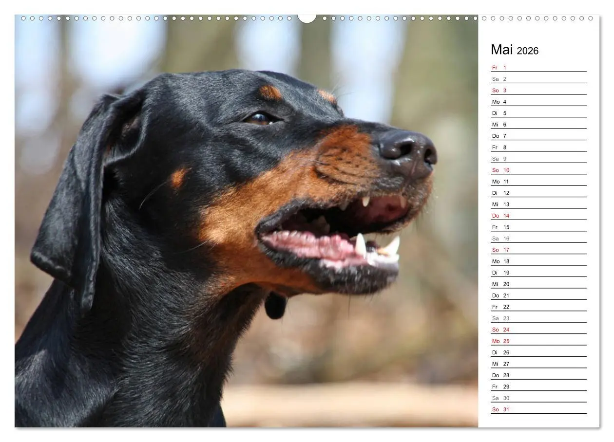 Bild: 9783457770122 | Der Brandlbracken-Terminplaner (hochwertiger Premium Wandkalender...