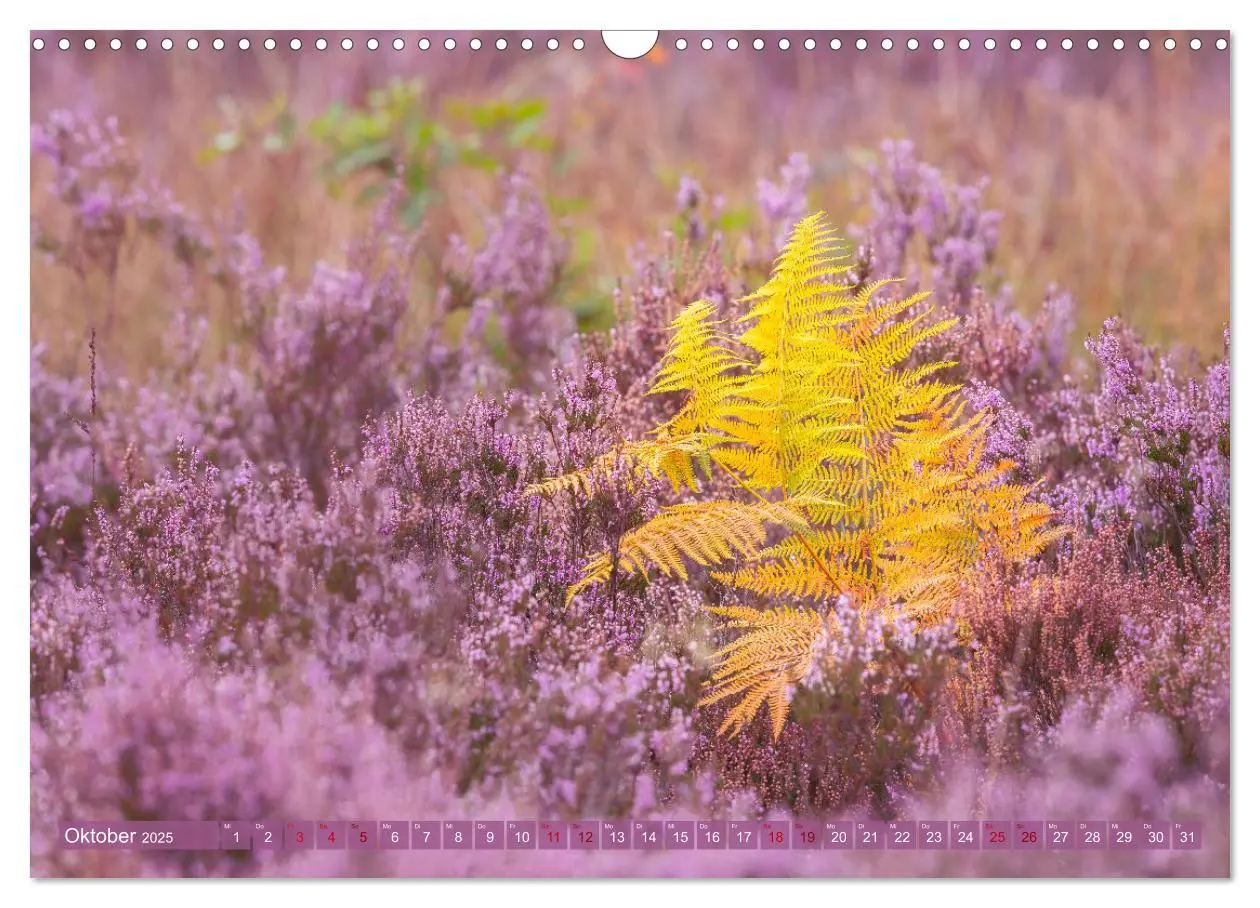 Bild: 9783383960222 | Romantische Heideblüte (Wandkalender 2025 DIN A3 quer), CALVENDO...