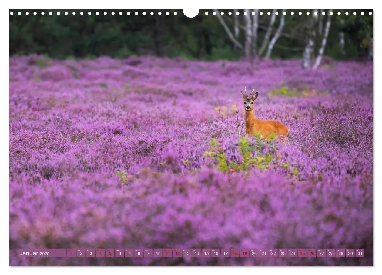 Bild: 9783383960222 | Romantische Heideblüte (Wandkalender 2025 DIN A3 quer), CALVENDO...