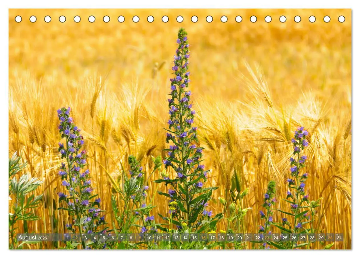 Bild: 9783457690222 | Im Oderbruch (Tischkalender 2026 DIN A5 quer), CALVENDO Monatskalender