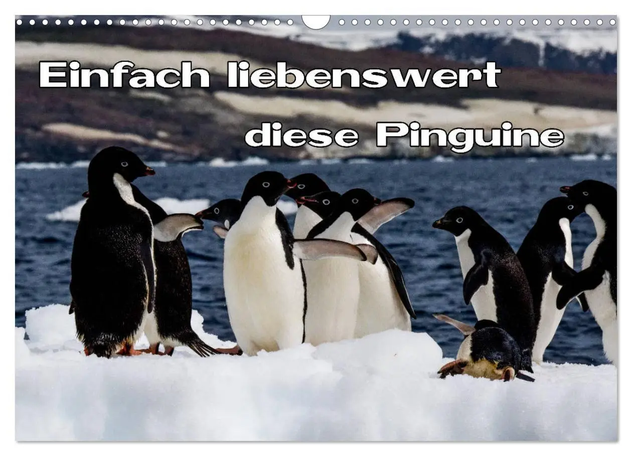Cover: 9783457810422 | Einfach liebenswert diese Pinguine (Wandkalender 2026 DIN A3 quer),...