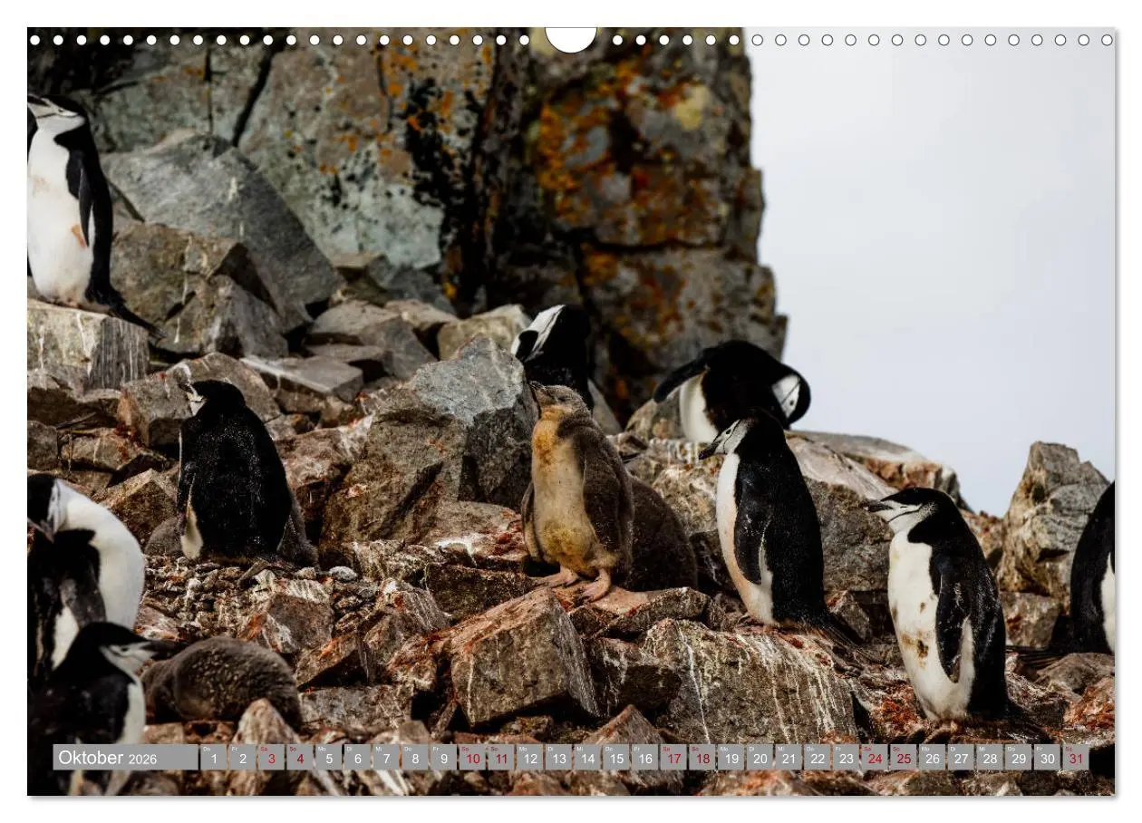 Bild: 9783457810422 | Einfach liebenswert diese Pinguine (Wandkalender 2026 DIN A3 quer),...
