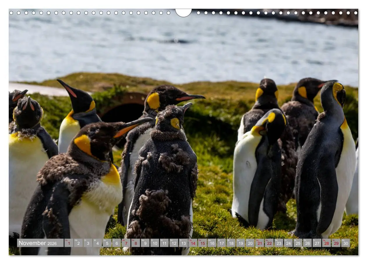 Bild: 9783457810422 | Einfach liebenswert diese Pinguine (Wandkalender 2026 DIN A3 quer),...