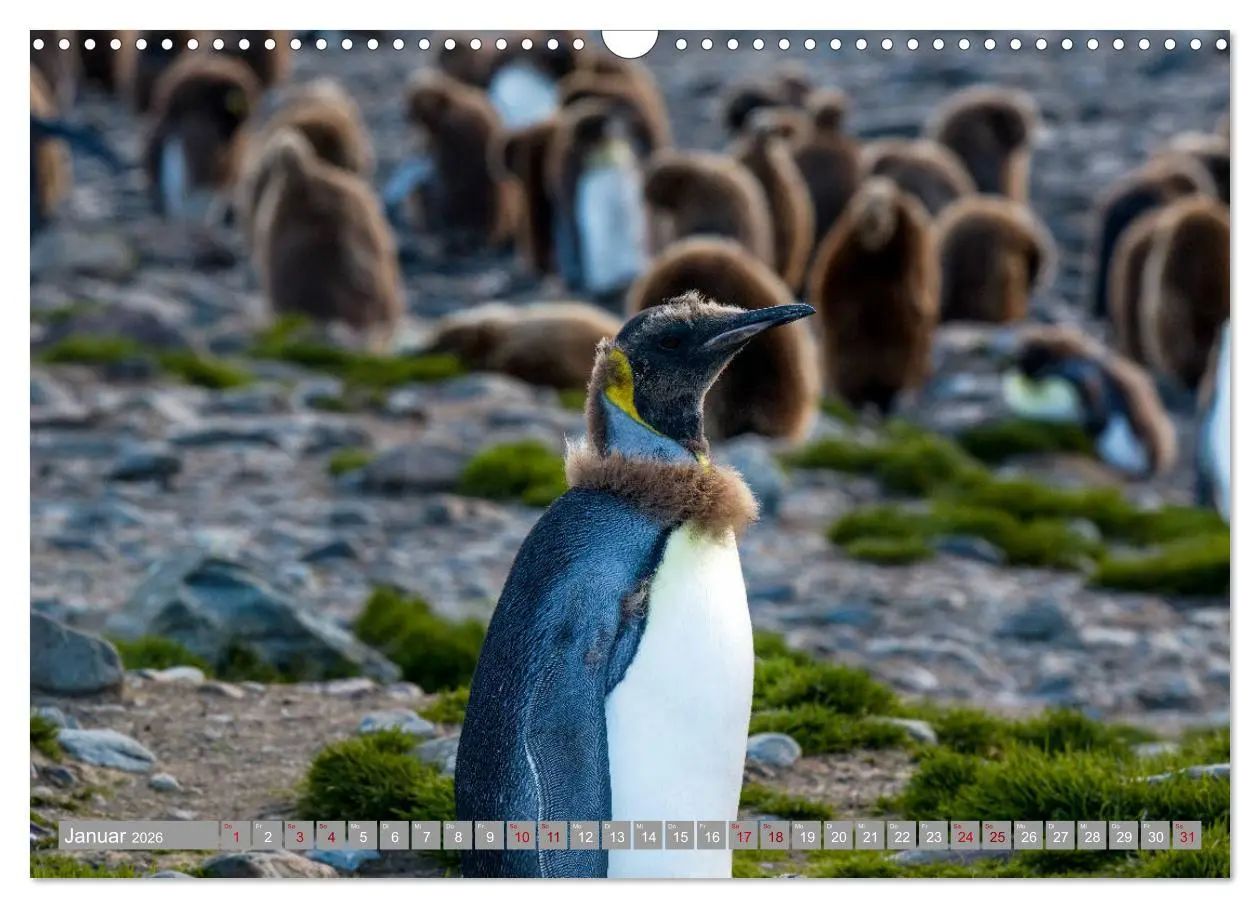 Bild: 9783457810422 | Einfach liebenswert diese Pinguine (Wandkalender 2026 DIN A3 quer),...