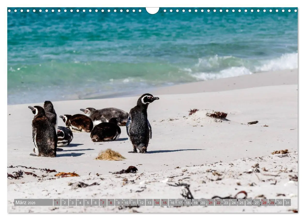 Bild: 9783457810422 | Einfach liebenswert diese Pinguine (Wandkalender 2026 DIN A3 quer),...