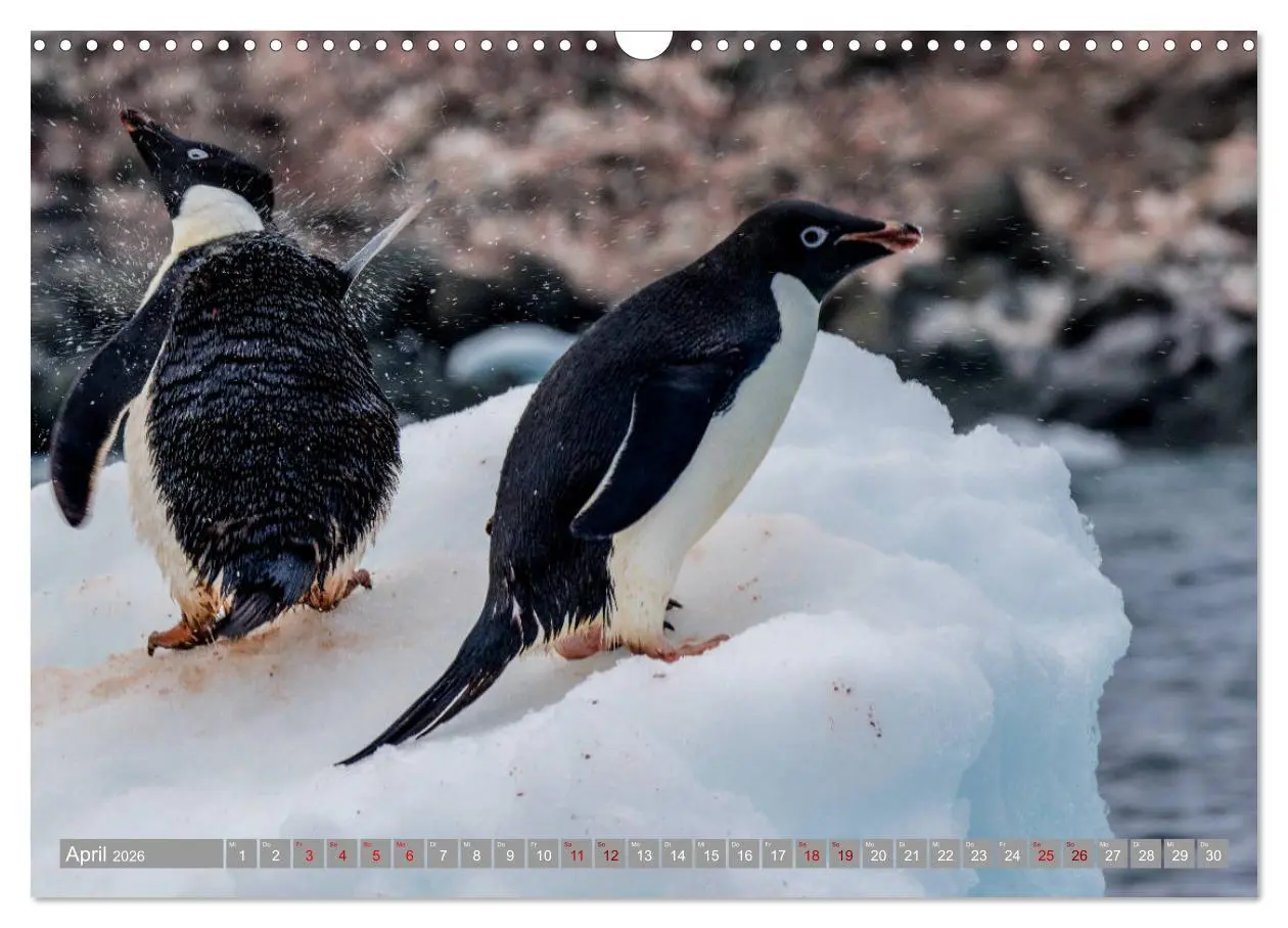 Bild: 9783457810422 | Einfach liebenswert diese Pinguine (Wandkalender 2026 DIN A3 quer),...