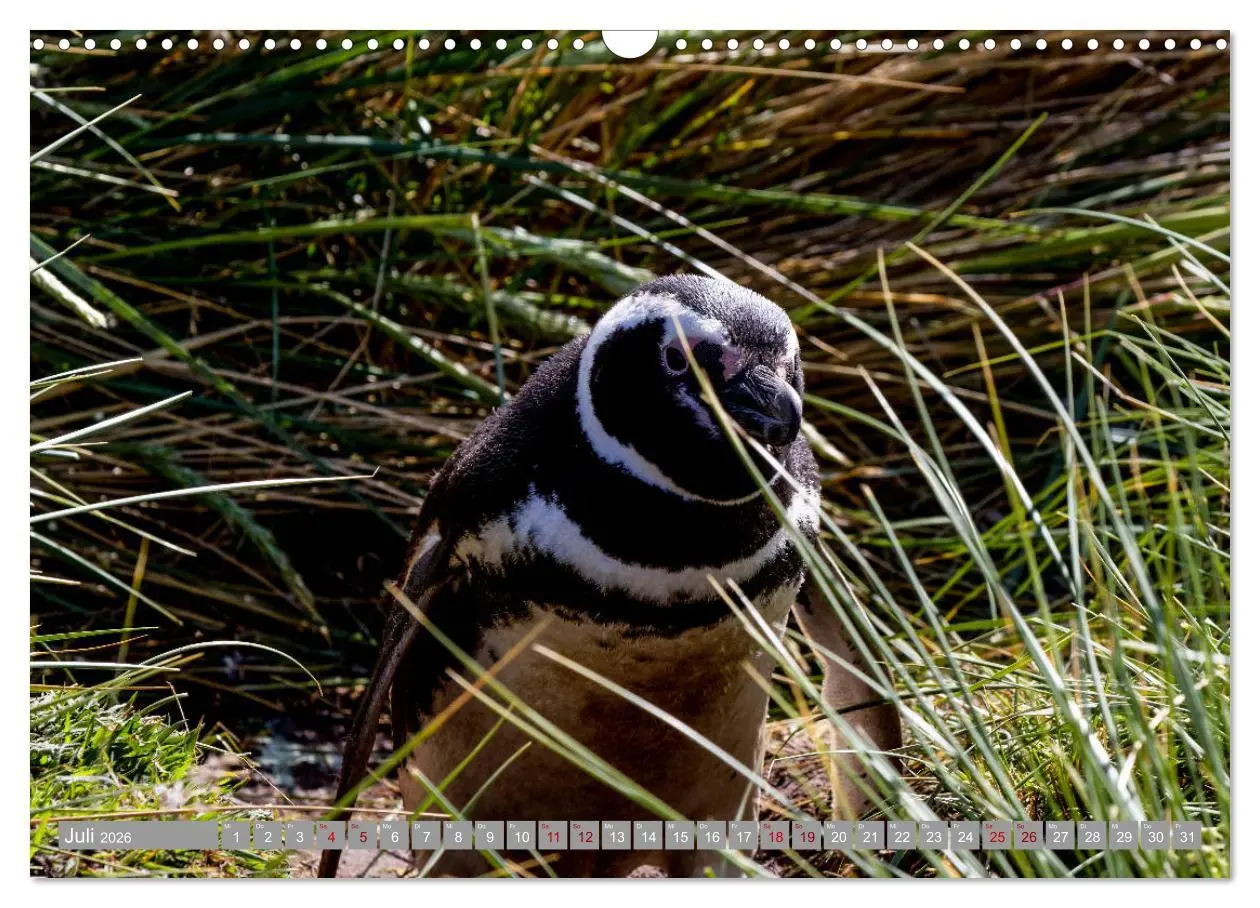 Bild: 9783457810422 | Einfach liebenswert diese Pinguine (Wandkalender 2026 DIN A3 quer),...