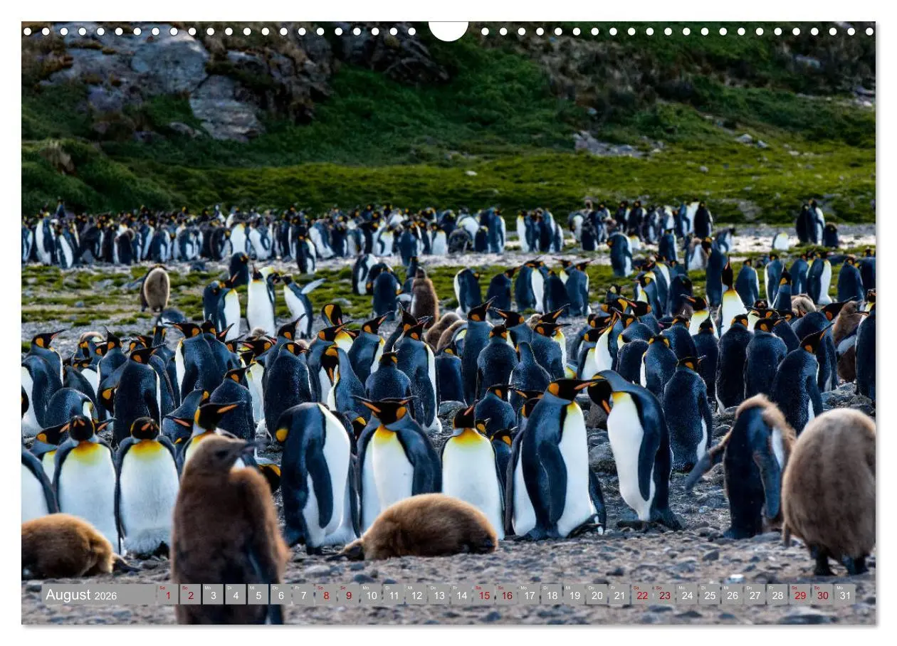 Bild: 9783457810422 | Einfach liebenswert diese Pinguine (Wandkalender 2026 DIN A3 quer),...