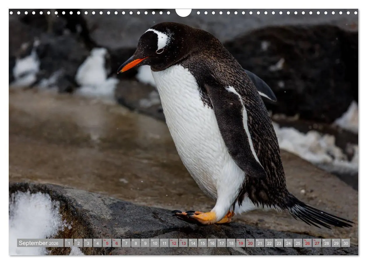 Bild: 9783457810422 | Einfach liebenswert diese Pinguine (Wandkalender 2026 DIN A3 quer),...